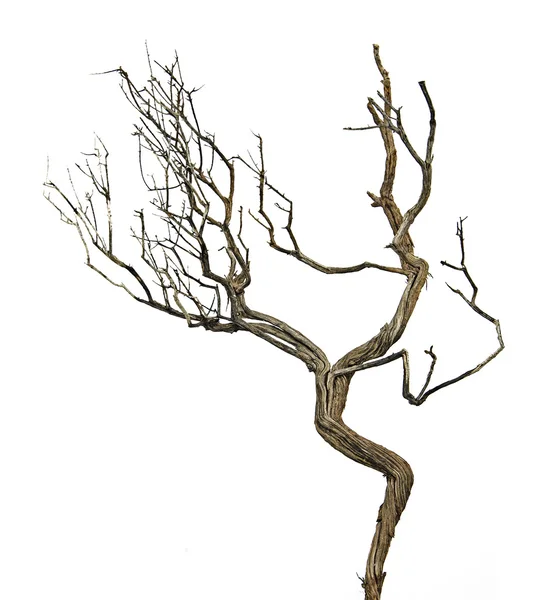 Dry branch — Stock Photo, Image