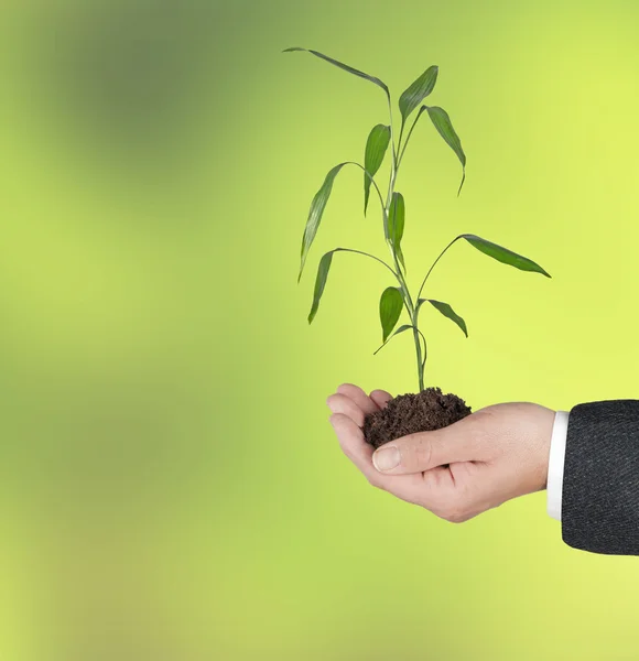 Lucky bamboo in hand — Stockfoto