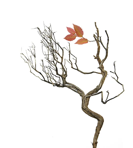 Dry branch — Stock Photo, Image