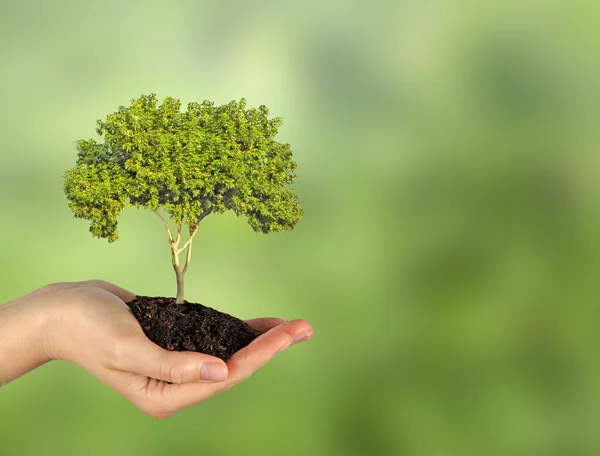 Árbol en mano — Foto de Stock