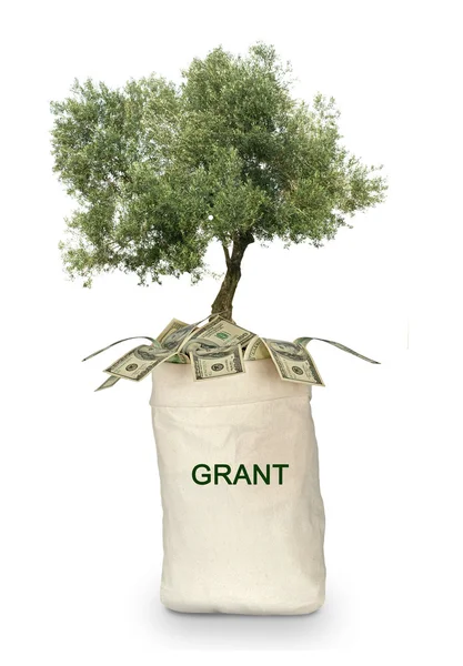 Tree growing from grant — Stock Photo, Image