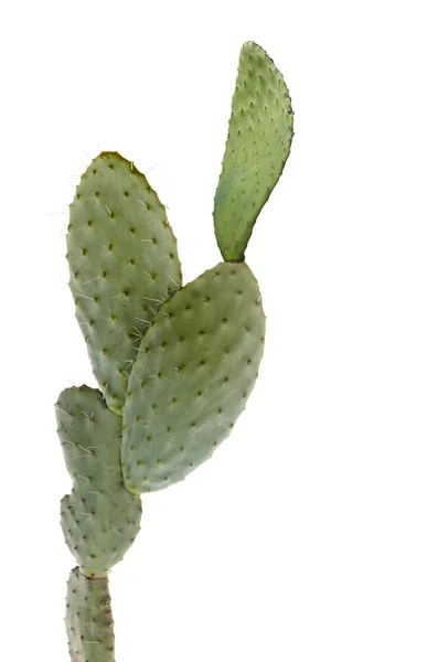Cactus sur fond blanc — Photo