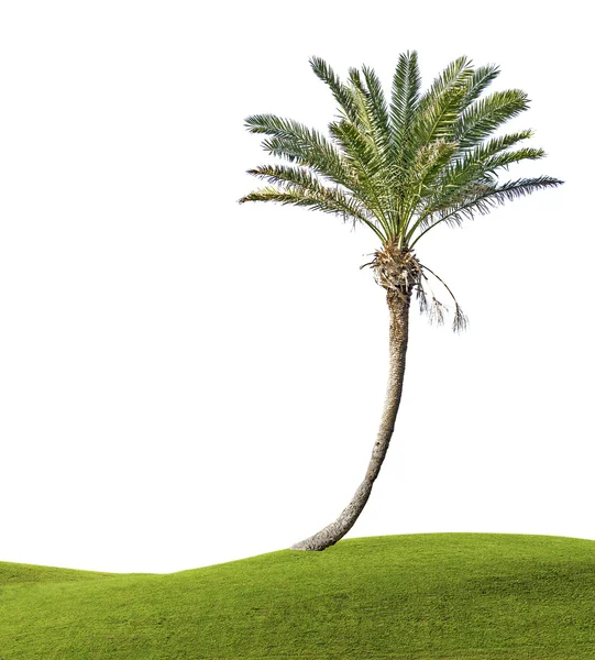 Palm tree — Stock Photo, Image