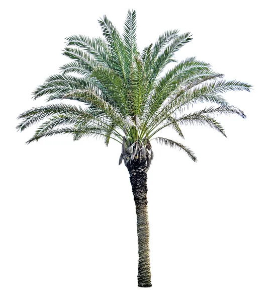 Palmträd — Stockfoto