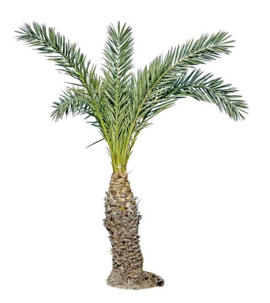 Palme — Stockfoto