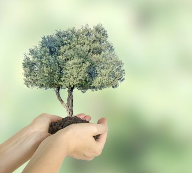 Olive tree in hands as a gift