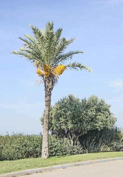 Palma en la costa de Israel — Foto de Stock