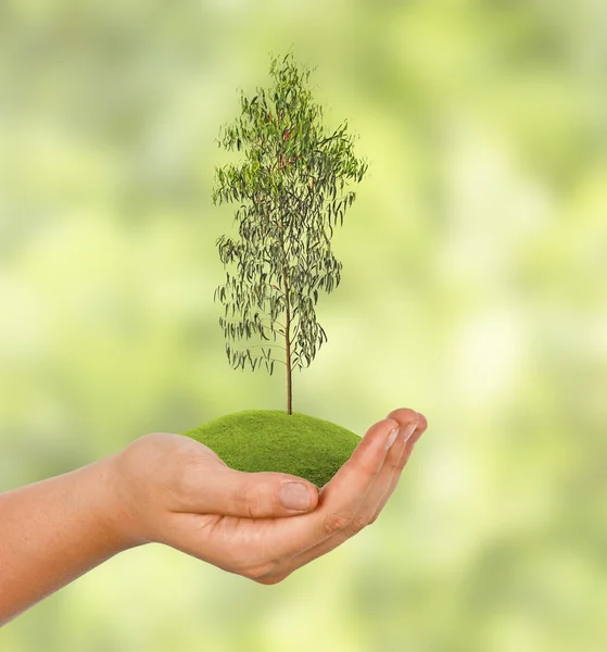 Baum in der Hand — Stockfoto