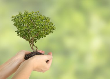 İncir ağacı elinde