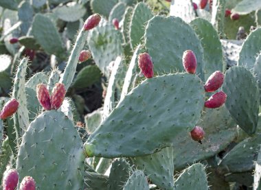 Beyaz arkaplanda kaktüs