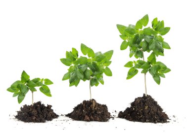 beyaz zemin üzerine fidan