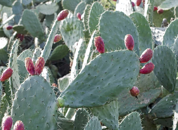 Cactus sur fond blanc — Photo