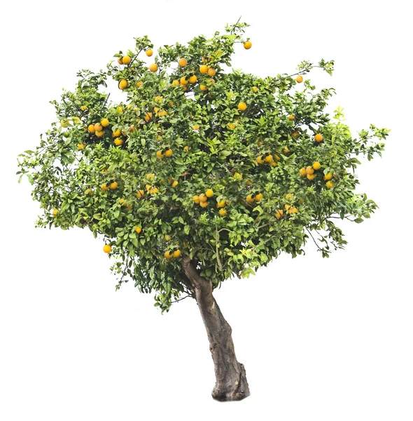 Orangenbaum auf weißem Hintergrund — Stockfoto