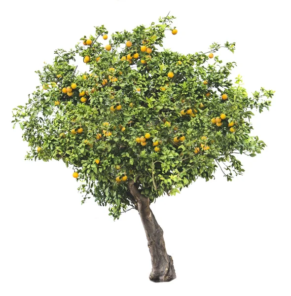 Orange tree on white background — Stock Photo, Image