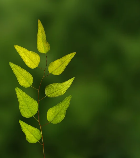 Filialschließungen — Stockfoto