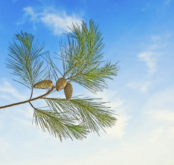 Branche de pin avec cône sur fond de ciel — Photo