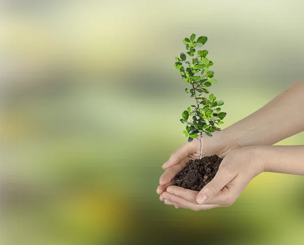 Sapling em mãos — Fotografia de Stock