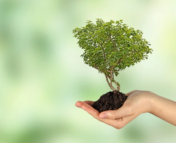 Fig tree in de hand — Stockfoto