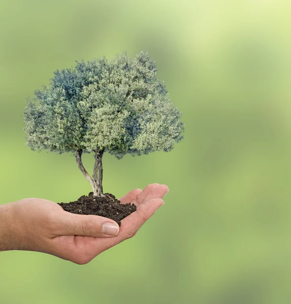 Olivenbaum in der Hand als Geschenk — Stockfoto