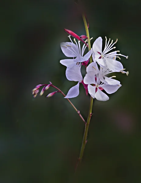 Gros plan de la fleur — Photo