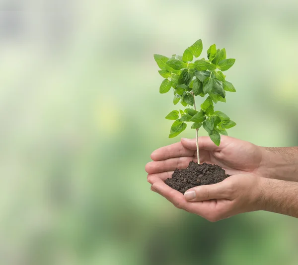 Planta i händer — Stockfoto