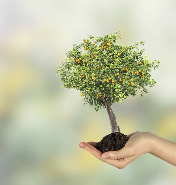 Orange tree in hand — Stock Photo, Image