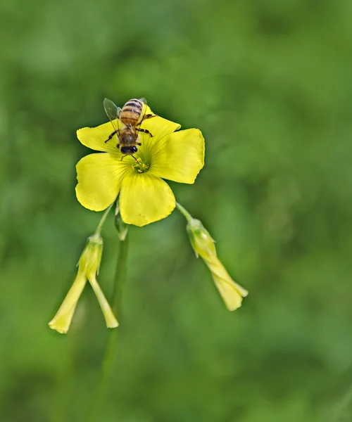 Цветок с пчелой — стоковое фото