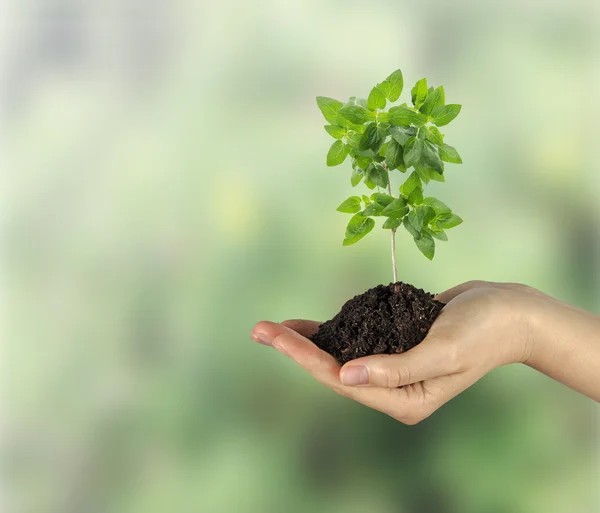 Sapling in hand — Stock Photo, Image