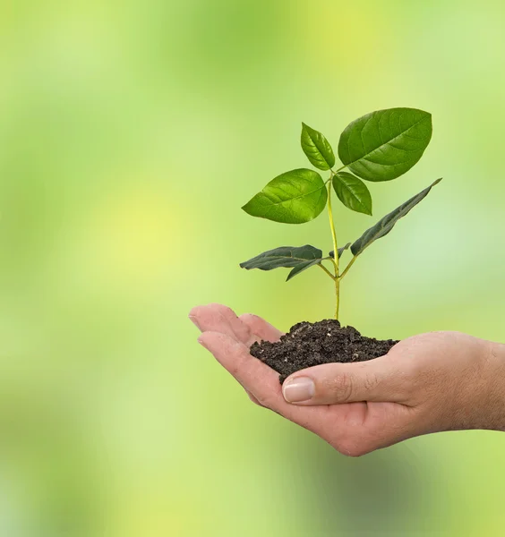 Sapling na mão — Fotografia de Stock