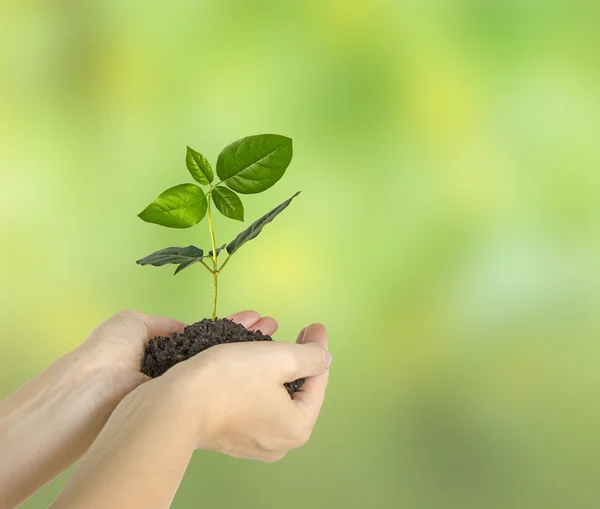 Planta i händer — Stockfoto