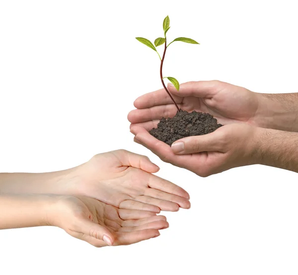 Avocado sapling als een geschenk van de landbouw — Stockfoto