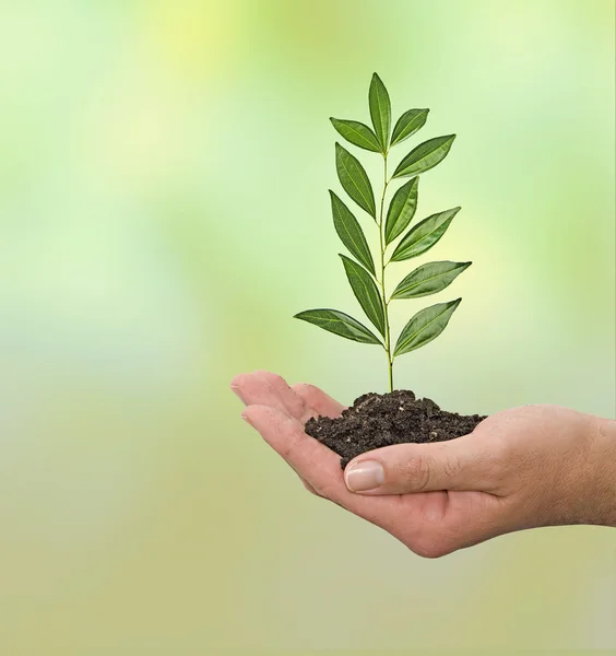 Sapling in hand — Stock Photo, Image