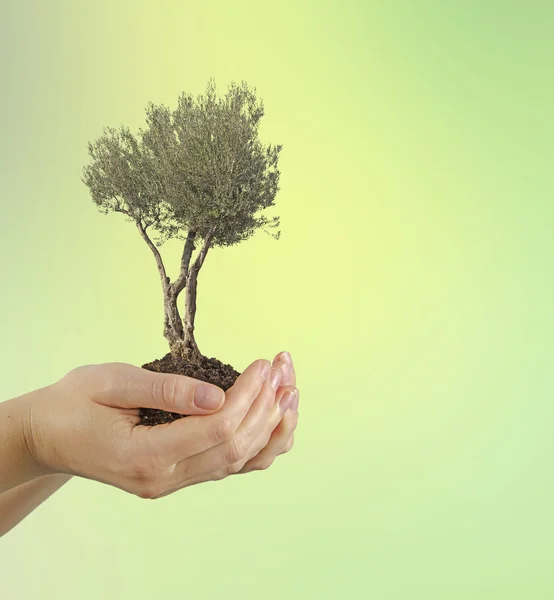 Olive tree in hands as a gift — Stock Photo, Image