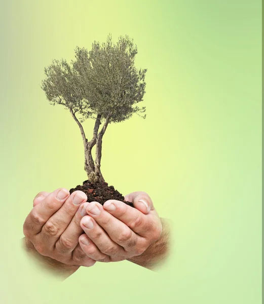 Olivovník v rukou jako dárek — Stock fotografie