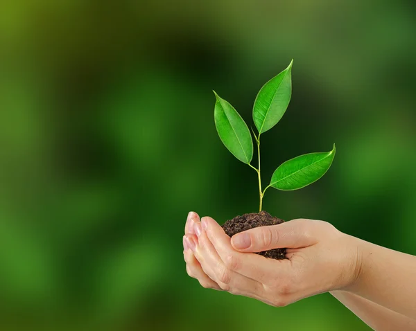 Planta i händer — Stockfoto