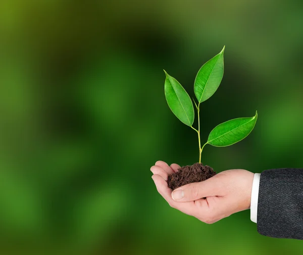 Sapling in hand — Stock Photo, Image