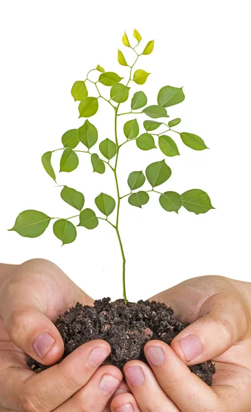 Sapling in hands — Stock Photo, Image