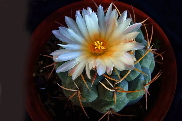 Bloeiende cactus — Stockfoto