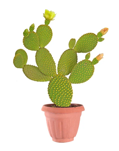 Opuntia cactus geïsoleerd op witte achtergrond — Stockfoto