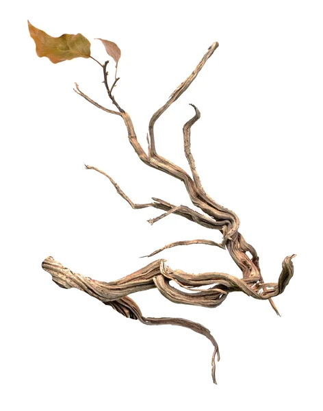 Сухая ветвь — стоковое фото