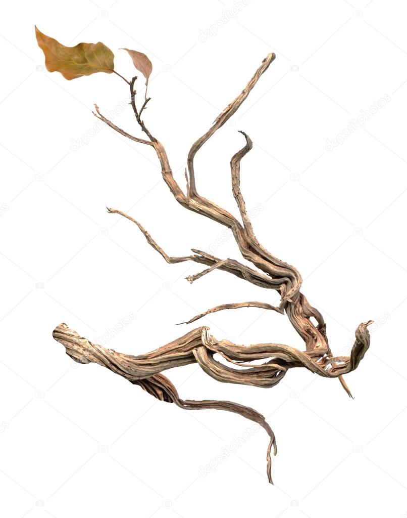 Dry branch