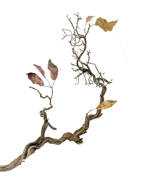 Branche sèche avec feuilles — Photo