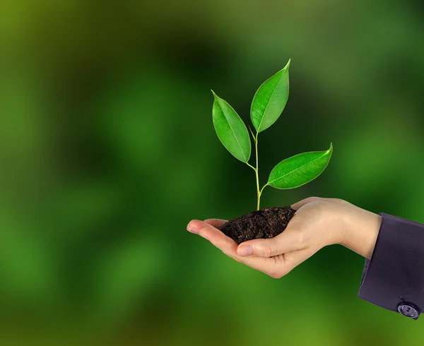 Sapling in hands — Stock Photo, Image