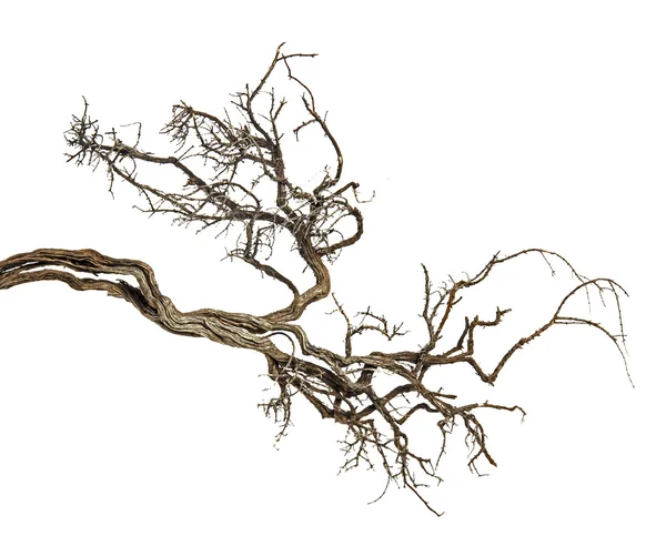 Dry branch — Stock Photo, Image