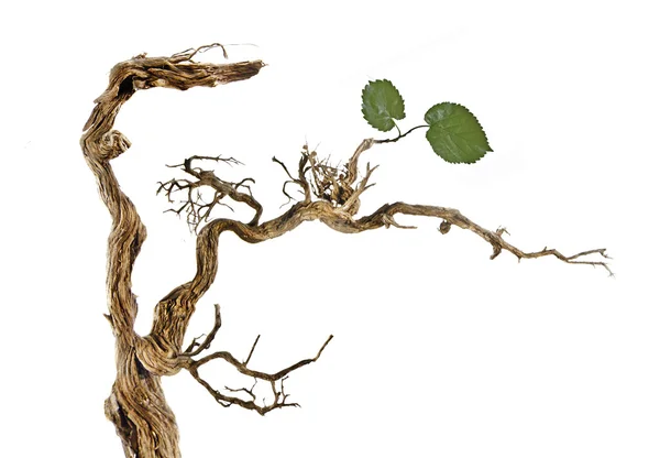 Trockener Zweig mit Blättern — Stockfoto