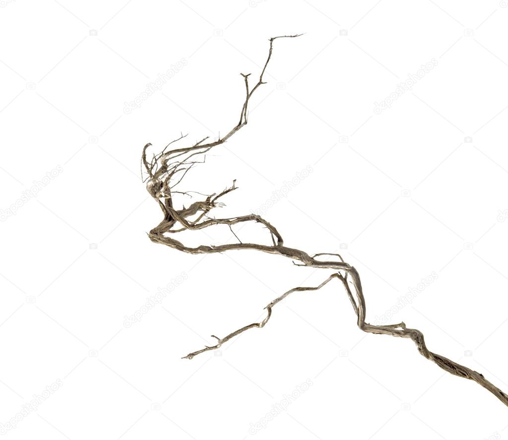 Dry branch