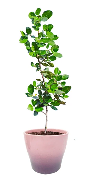 Close up of sapling in pot — Stock Photo, Image