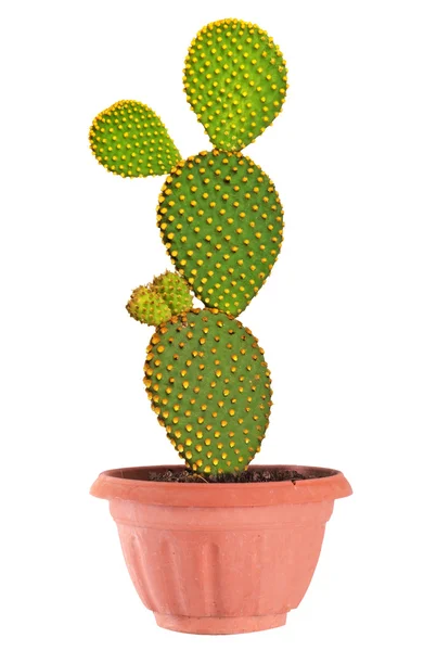 Opuntia cactus geïsoleerd op witte achtergrond — Stockfoto