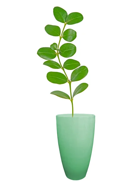 Close up of sapling in pot — Stock Photo, Image