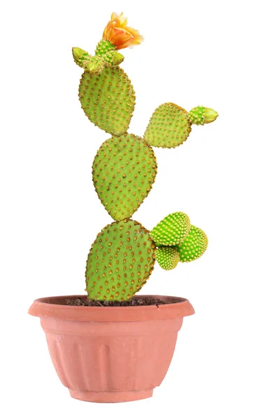 Cactus de Opuntia aislados sobre fondo blanco — Foto de Stock